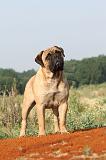 BULLMASTIFF 203